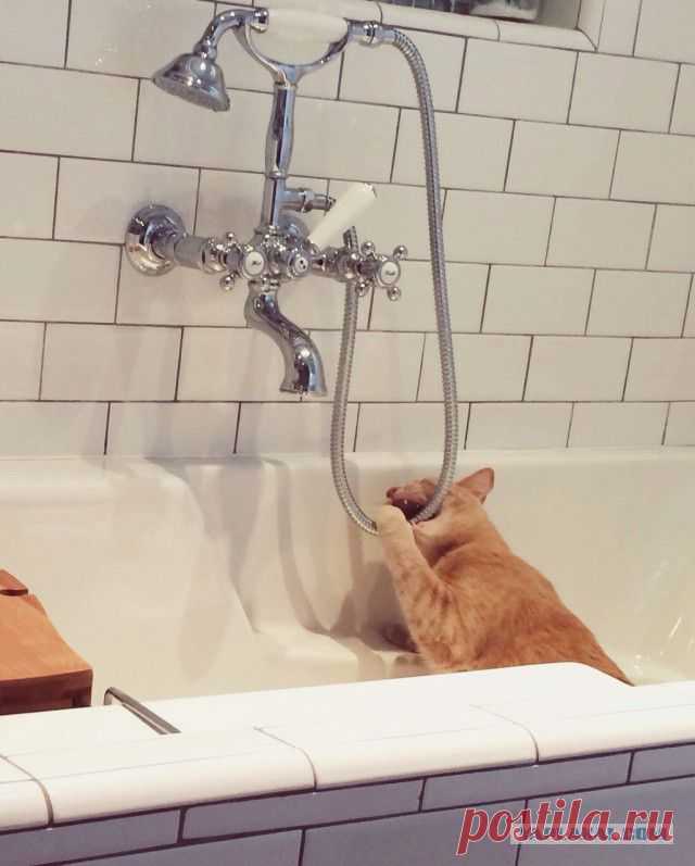 Коты, которых никто не понимает - ЯПлакалъ