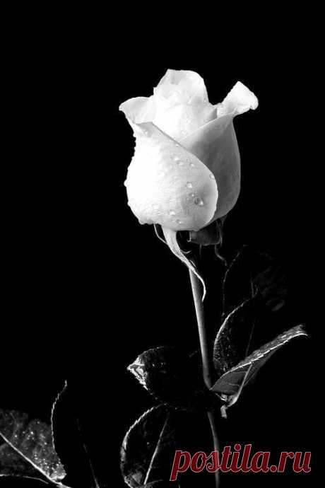 (28) Pinterest