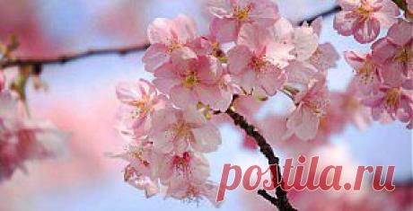 ЯПОНИЯ: КОГДА ЦВЕТЕТ САКУРА