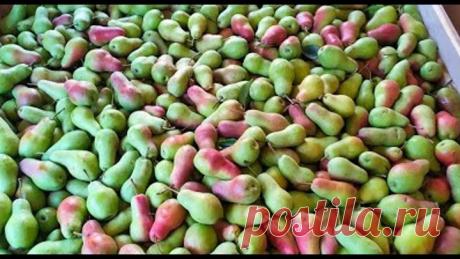 Збираємо Конференцію та Талгарську красуню