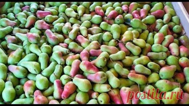 Збираємо Конференцію та Талгарську красуню