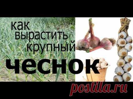 правильная посадка ЧЕСНОКА и 100% результат//correct planting GARLIC and 100% result