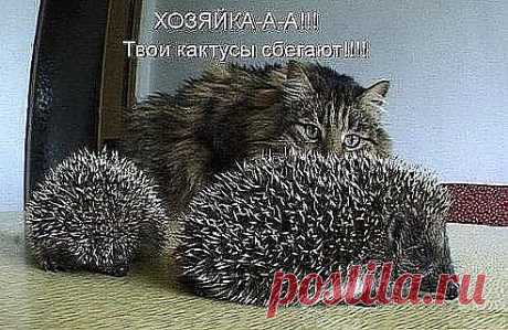 хозяйка,кактусы разбежались