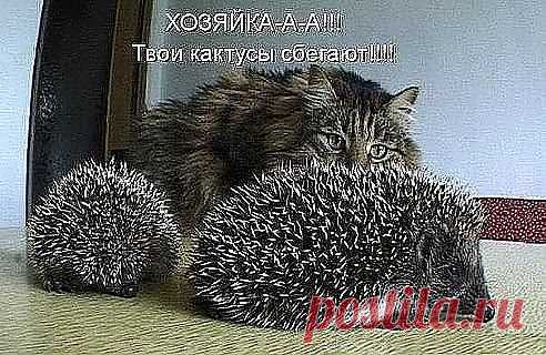 хозяйка,кактусы разбежались