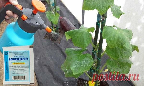 ++Завязь Огурцов больше не желтеет и не осыпается. БОР 1Ч.Л+НАШАТЫРЬ3ст.л+МАРГАНЕЦ на 10л. воды