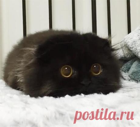 20 самых милых котят на свете