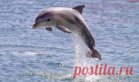 черные дельфины: 19 тыс изображений найдено в Яндекс.Картинках