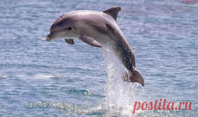 черные дельфины: 19 тыс изображений найдено в Яндекс.Картинках
