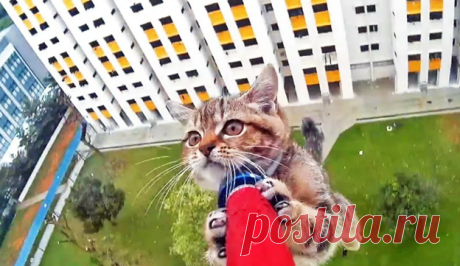 Котик и балкон (рассказ) | Тайган | Дзен