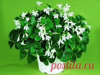 Кислица - комнатное растение /описание, полезные свойства/