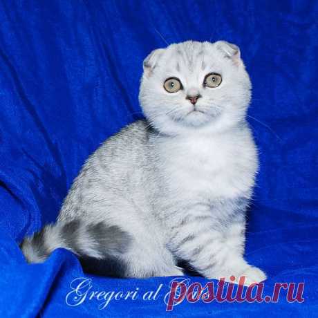 Питомник Британских шиншилл Gregori al Gato. Котята британские шиншиллы.