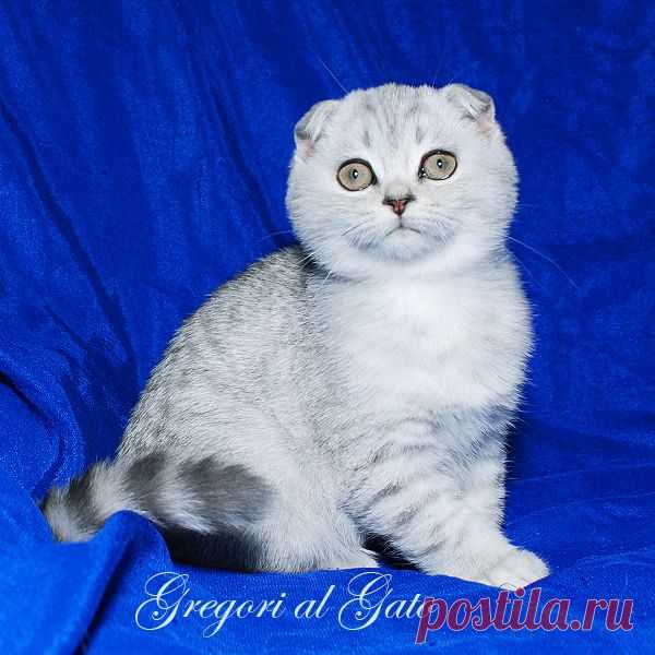Питомник Британских шиншилл Gregori al Gato. Котята британские шиншиллы.