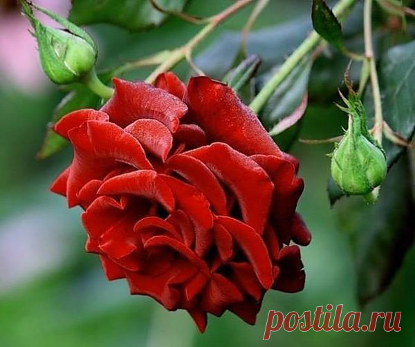 розы
