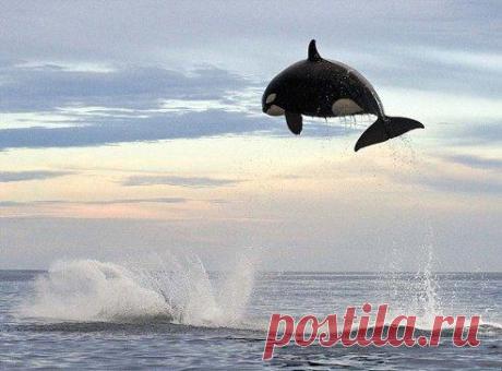 Прыжок касатки