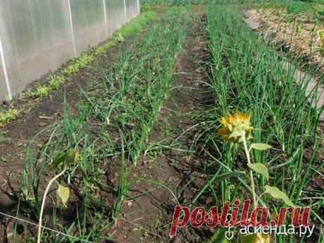 Как вырастить лук из семян (личный опыт): Группа Практикум садовода и огородника