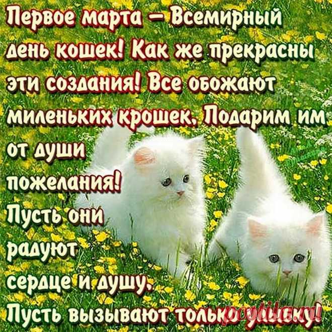 В семье, где есть кошки,
Там мир и уют,
Так пусть в каждом доме
Кошки живут.