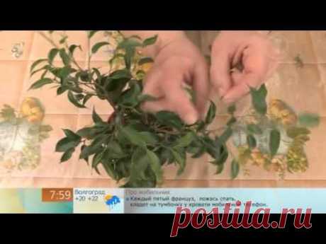 Как сформировать крону фикуса