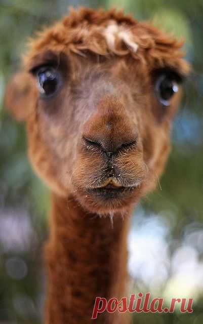 Curly Top | Flickr - Photo Sharing!