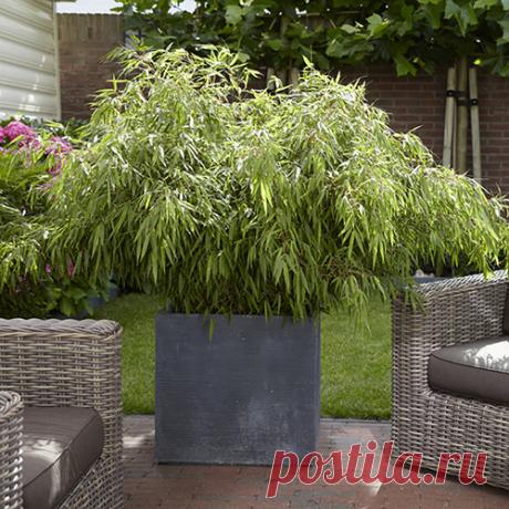 plaited willow tree - Google Search