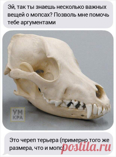Парень хотел завести мопса, но его друг сравнил черепа собак, доказав, что это жестоко
Если кто-то говорит вам, что вы не правы или делаете что-то не так, то прежде, чем начать бросаться в него какашками, стоит спросить, почему он так думает. Когда пользователь сайта Imgur с ником NoNienNietNon узнал, что его друг хочет завести чистокровного мопса, то он изо всех сил стараться убедить его не делать этого. Парень предоставил […]
Читай дальше на сайте. Жми подробнее ➡