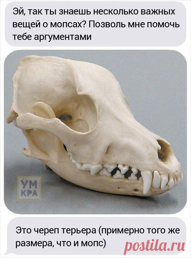 Парень хотел завести мопса, но его друг сравнил черепа собак, доказав, что это жестоко
Если кто-то говорит вам, что вы не правы или делаете что-то не так, то прежде, чем начать бросаться в него какашками, стоит спросить, почему он так думает. Когда пользователь сайта Imgur с ником NoNienNietNon узнал, что его друг хочет завести чистокровного мопса, то он изо всех сил стараться убедить его не делать этого. Парень предоставил […]
Читай дальше на сайте. Жми подробнее ➡