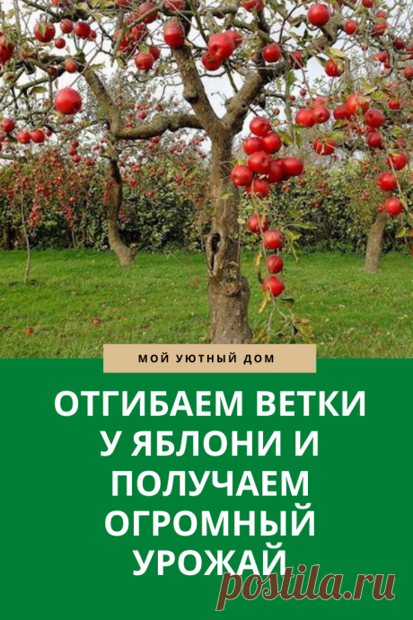 Совет как получать огромный урожай из яблони