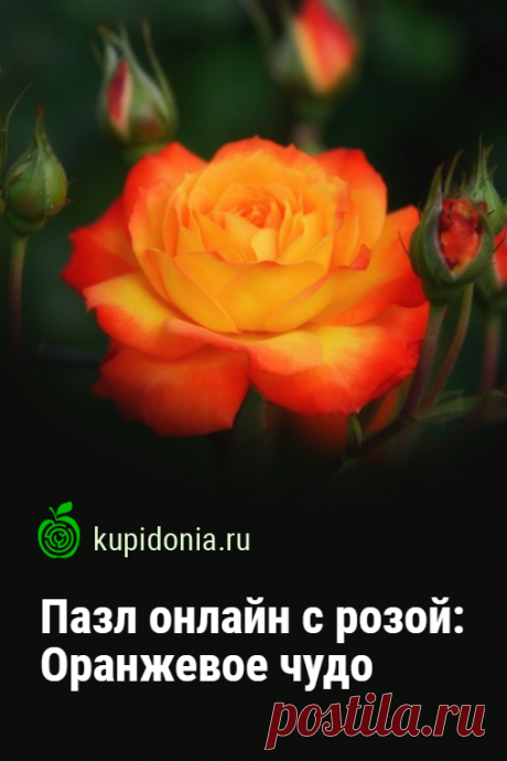 Пазл онлайн с розой: Оранжевое чудо. Пазл онлайн с очень красивой оранжевой розой. Собирайте пазлы на сайте! Это отличная тренировка для мозга.