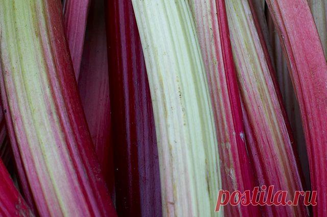 С кислинкой. Что приготовить из ревеня