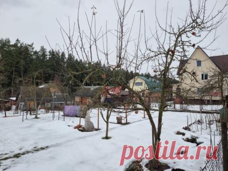 Чем посыпать снег зимой, чтобы весной грунт оказался рыхлым и плодородным: секретное дачное средство. Оказывается, в роли средства для улучшения состояния почвы может выступить… обычная пшеничная мука.