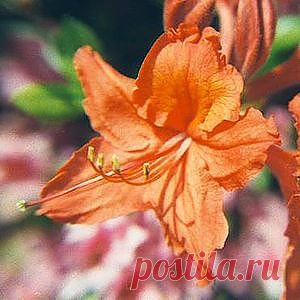 Цветок — Википедия