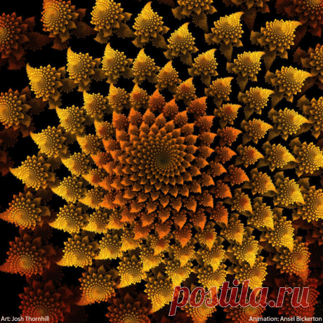 sunflowerspiralsthornhill.gif (Изображение GIF, 800 × 800 пикселов) - Масштабированное (97%)