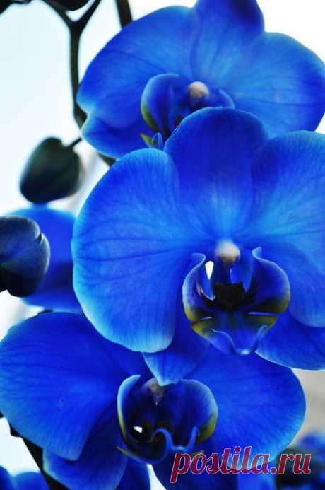 Blue Mystic Orchids