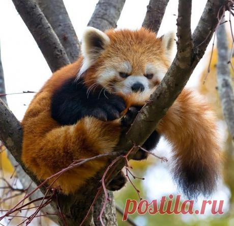 30 умилительных фактов о животных, которые подарят вам улыбку