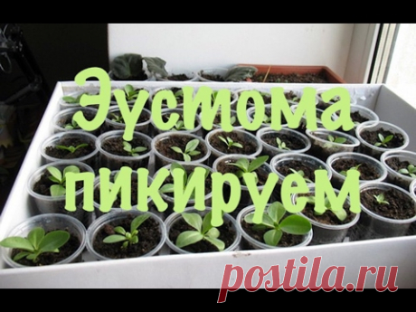Эустома лизиантус.Как вырастить эустому из семян. 4 пикировка.