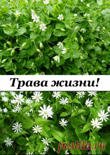 (73) Одноклассники