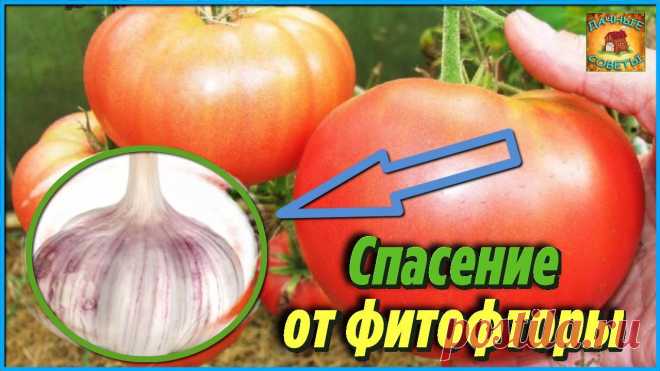 Мало кто знает этот способ от Фитофторы на помидорах Просто обработайте таким раствором томаты и фитофтороза не будет Дачные советы