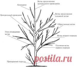 Основные понятия без которых обрезка деревьев невозможна