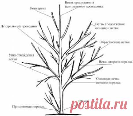 Основные понятия без которых обрезка деревьев невозможна | Дача - впрок