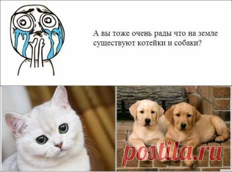 Без кота и жизнь не та ツ