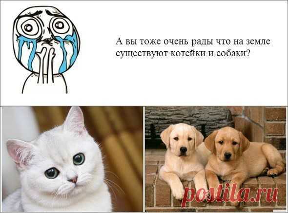 Без кота и жизнь не та ツ