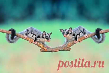 Сахарный поссум - это само очарование!