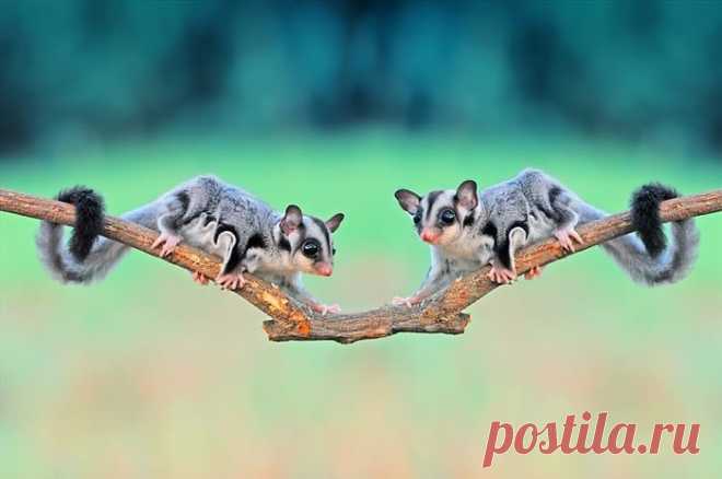 Сахарный поссум - это само очарование!