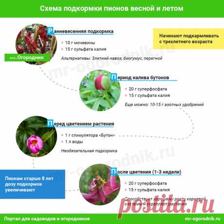 Чем подкормить пионы весной для цветения, что они любят