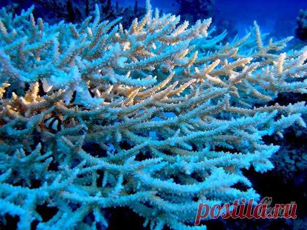 coral5.jpg (600×450)