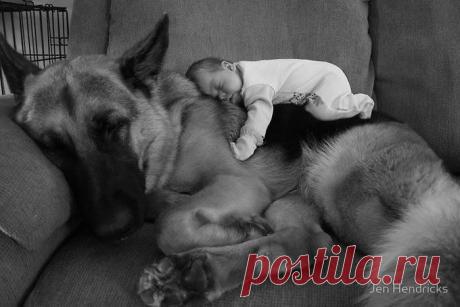 (+1) тема - Маленькие дети и их большие собаки | КУРЬЕЗЫ