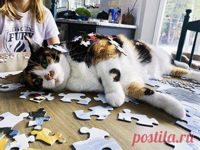 Кошки помогают своим хозяевам собирать пазлы Многие люди, сидящие дома на карантине, стараются провести время, складывая пазлы. И кошки, к счастью, всегда готовы им в этом помочь!