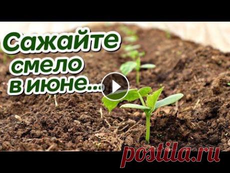 Обязательно посадите эти овощи и зелень в июне! Что можно посадить в июне на огороде? Что посадить на даче в июне? Обязательно посадите эти овощи и зелень в июне! Что можно посадить в июне на огороде? Проверенные онлайн магазины для сад...