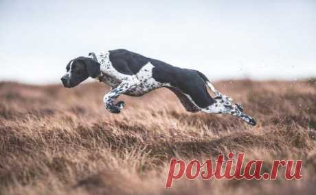 Лучшие снимки с конкурса Dog Photographer of the Year