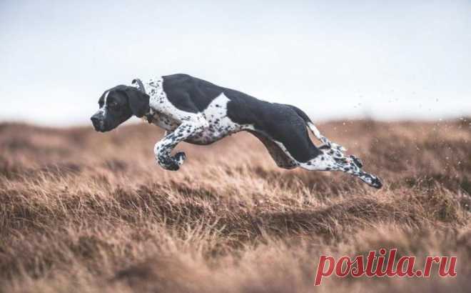 Лучшие снимки с конкурса Dog Photographer of the Year