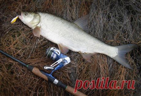 Жерех / Богатая добыча